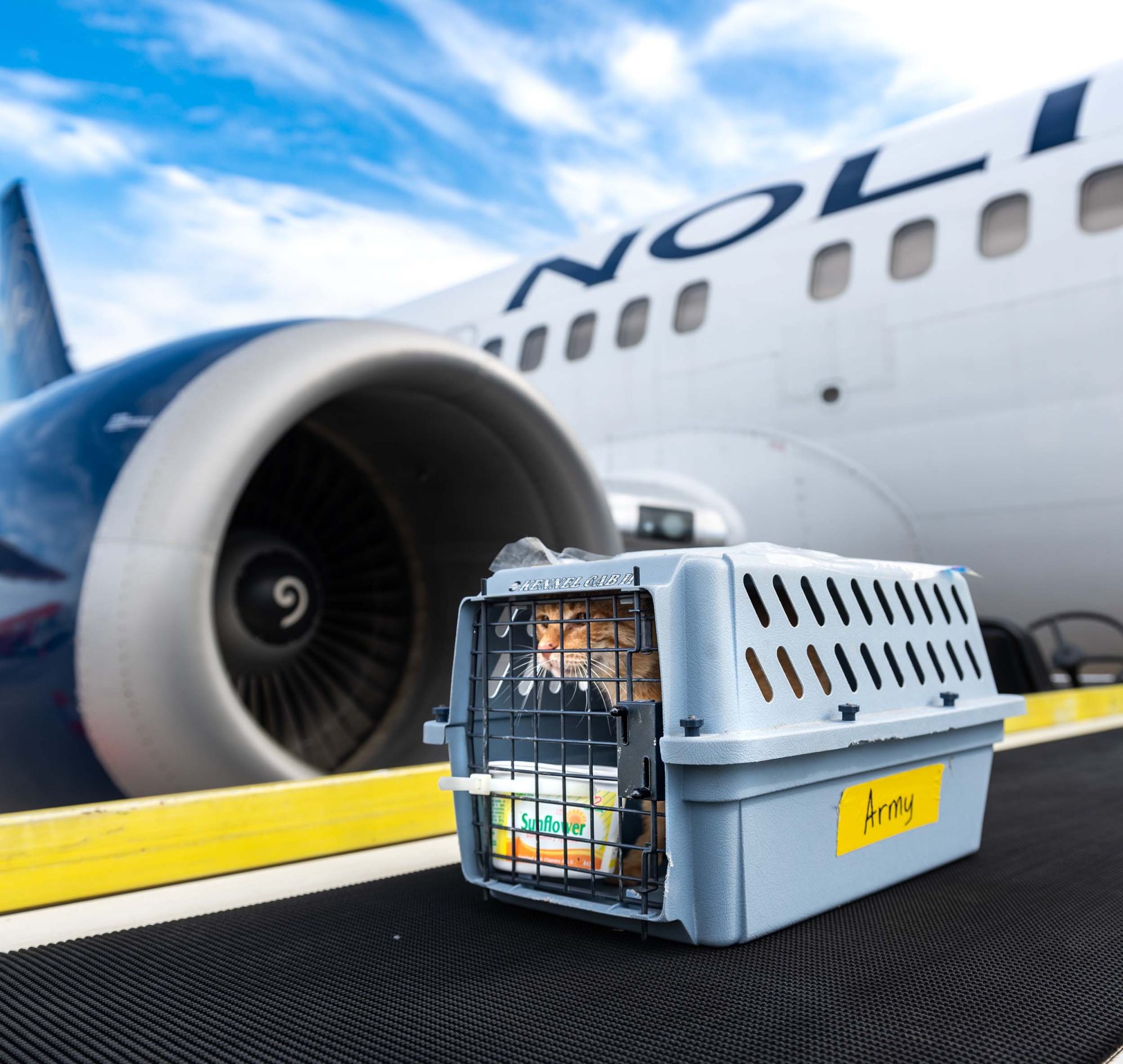 Chat roux assis dans une cage de transport étiquetée ‘Army’, posée sur un convoyeur à bagages devant un avion Nolinor.